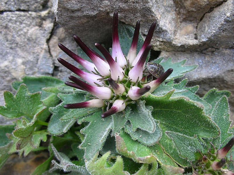 Physoplexis comosa / Raponzolo di roccia